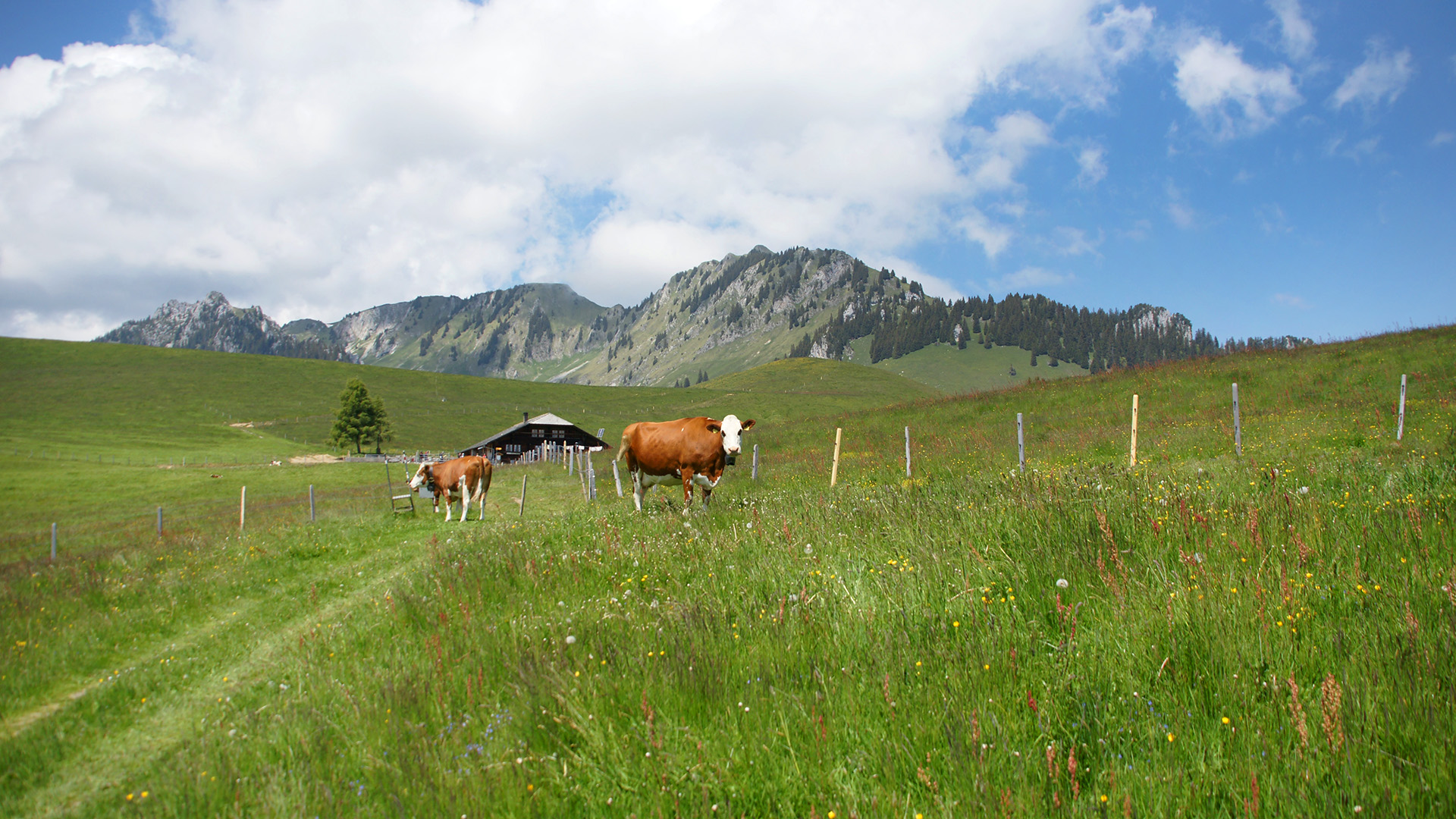 Blickpunkt Berner Oberland im Juli 2021