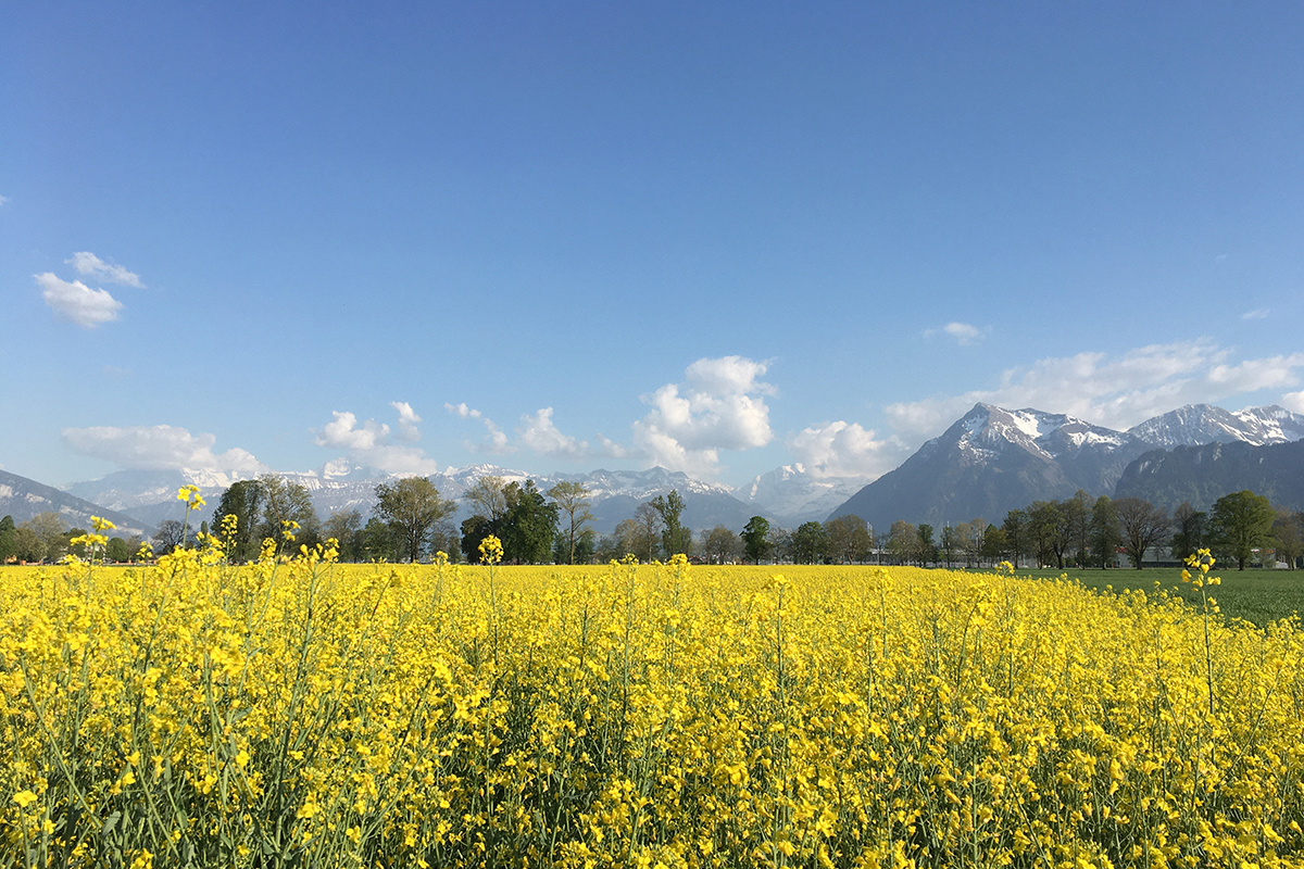 Blickpunkt Berner Oberland im Juni 2020