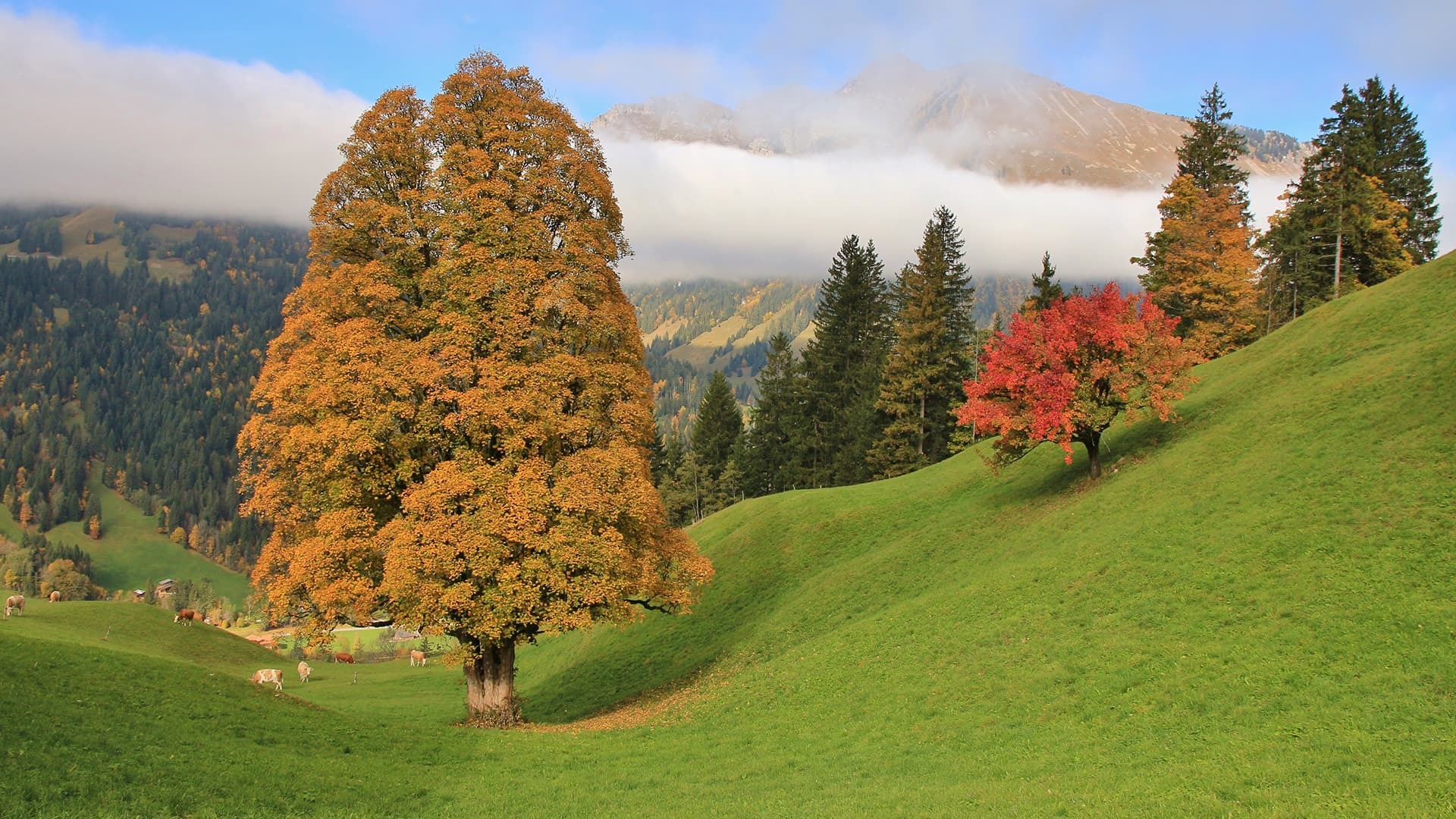 Blickpunkt Berner Oberland im Oktober 2020